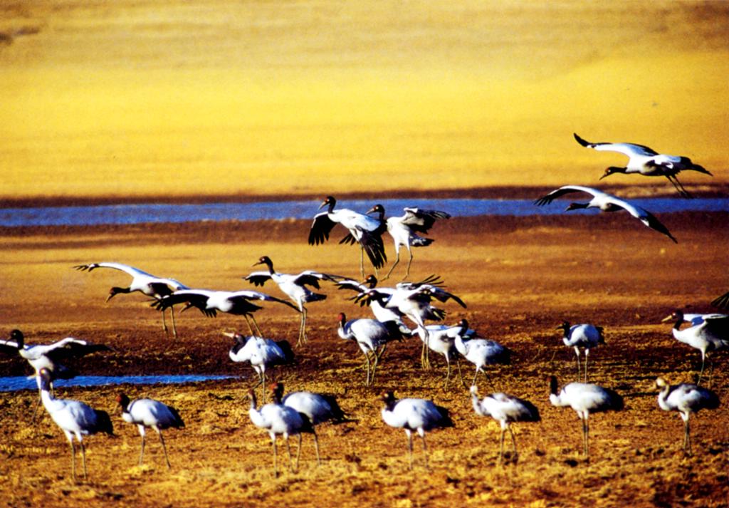 Black-Necked Cranes Flocking Back to Tibet