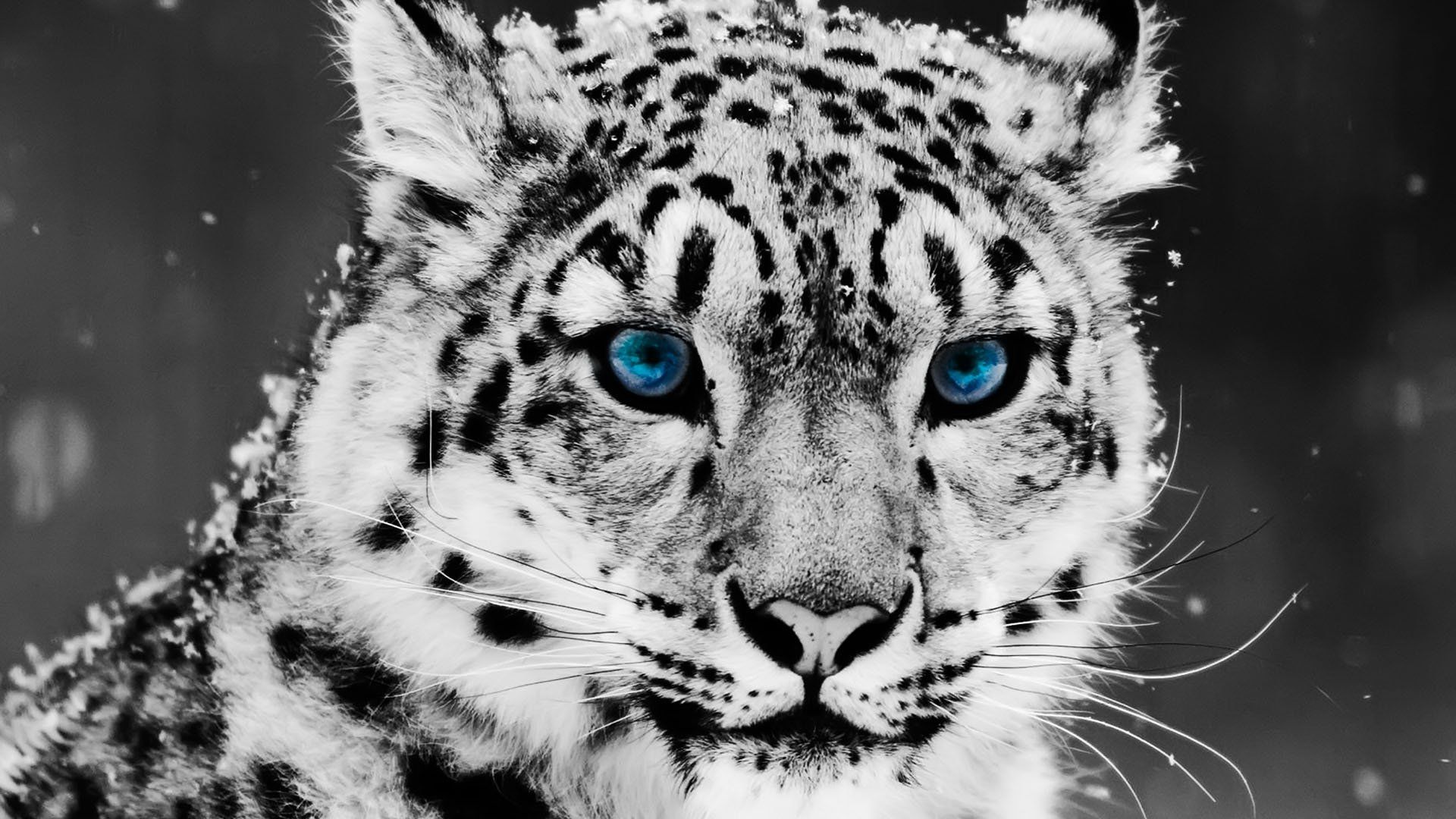 Snow Leopard Found by Tibetan Villagers