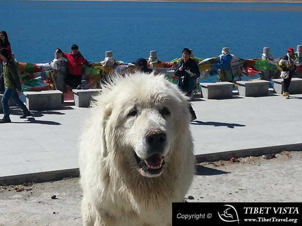 Pure White Tibet Mastiff
