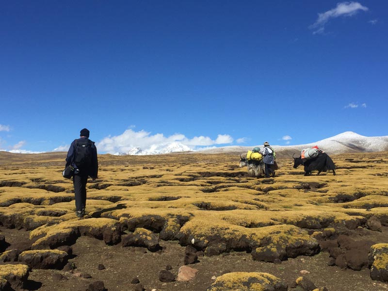 9 Days Tsurphu to Yangpachen Trek