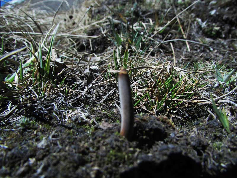 cordyceps sinensis