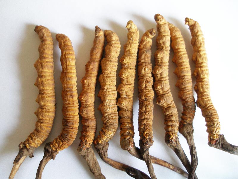 Tibet's Magic Herb - Cordyceps Sinensis