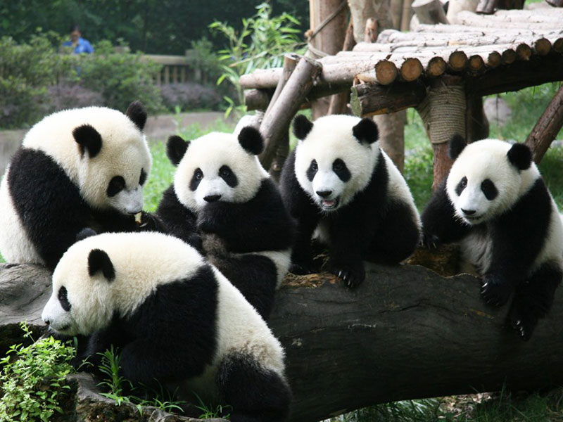  Giant Panda Sanctuaries 