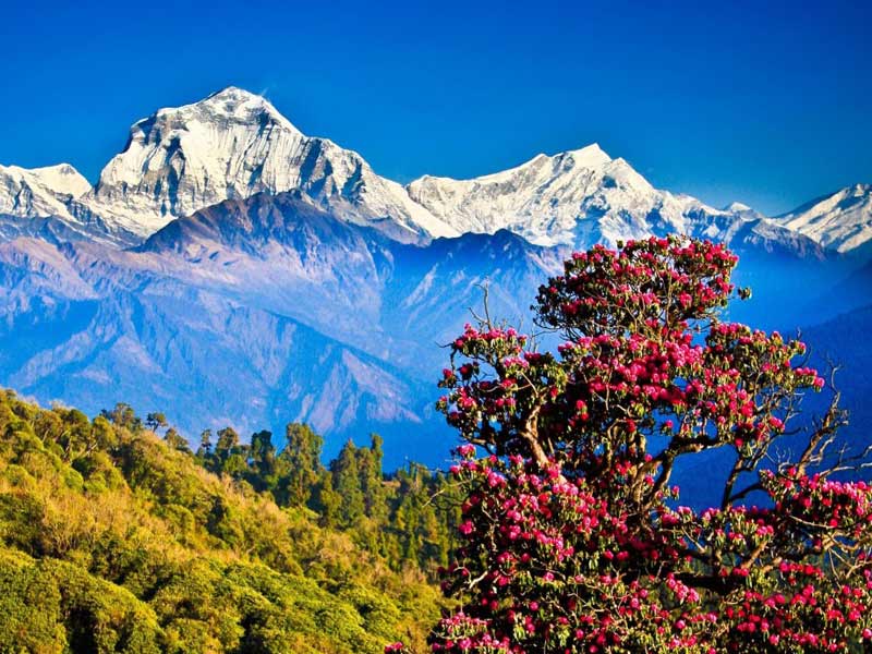  Spring is the most beautiful season of Nepal 