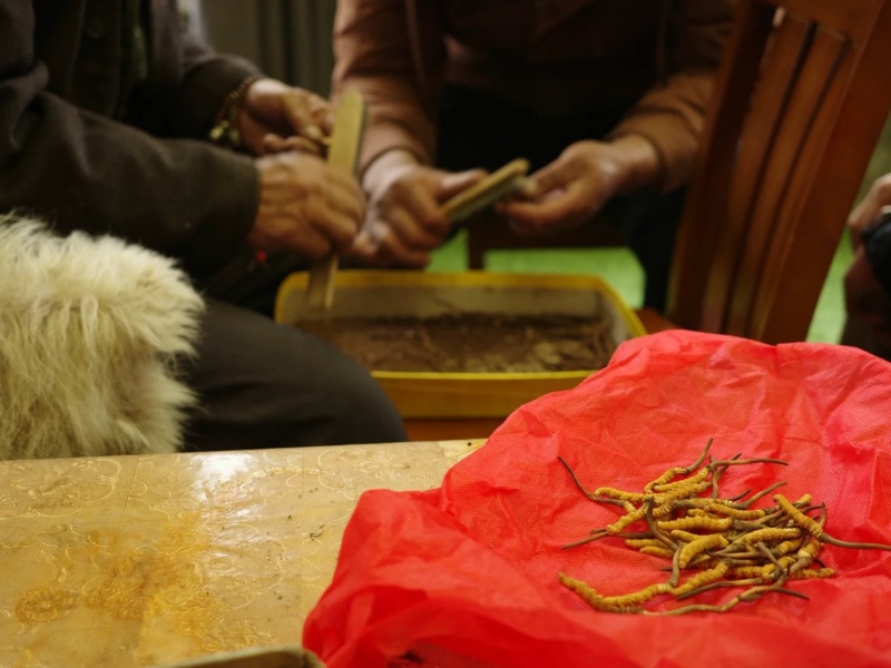 Fresh Cordyceps Sinensis After Harvest Processing freshly harvested Cordyceps Sinensis in Tibet