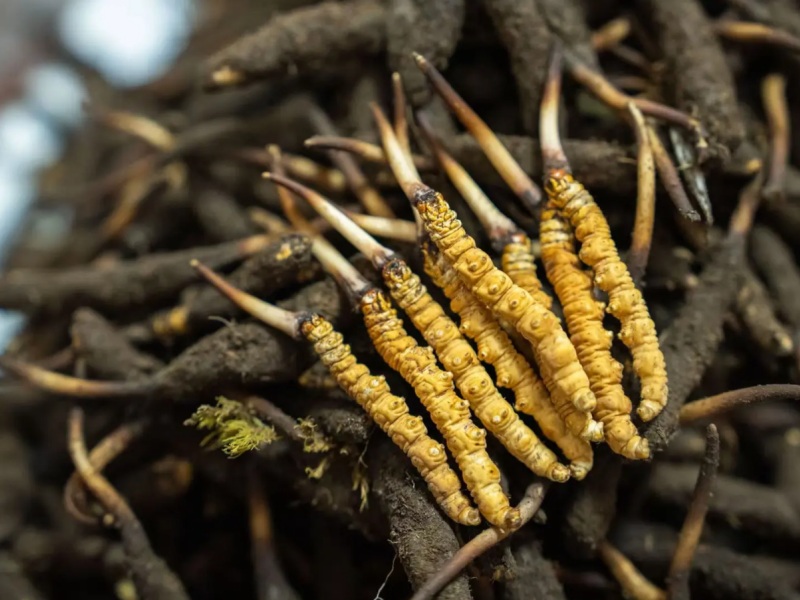 Wild Cordyceps Sinensis from Tibet Wild Cordyceps Sinensis with caterpillar bodies and fungal stalks