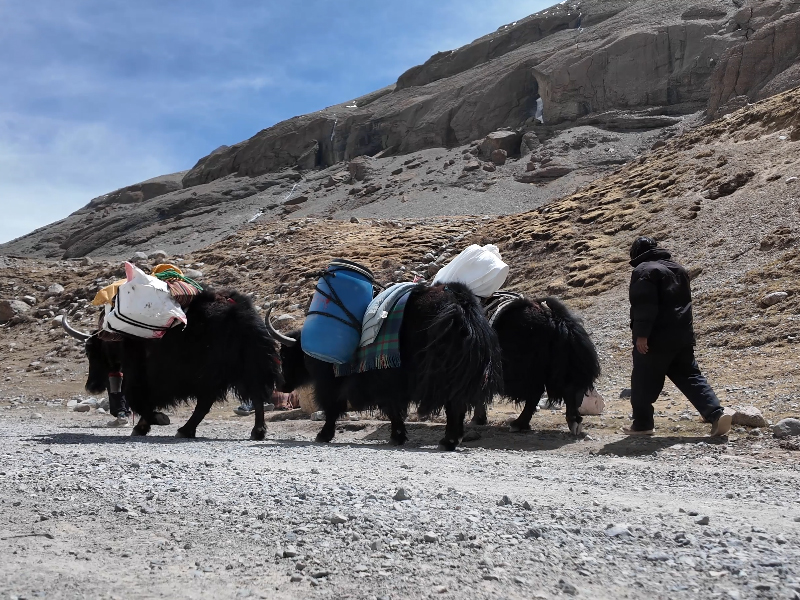 Hire a Porter with a Yak During the Mount Kailash Kora Mount Kailash Kora Proter and Yaks