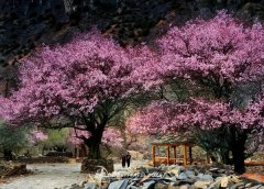 Tips for Traveling to Tibet in Spring