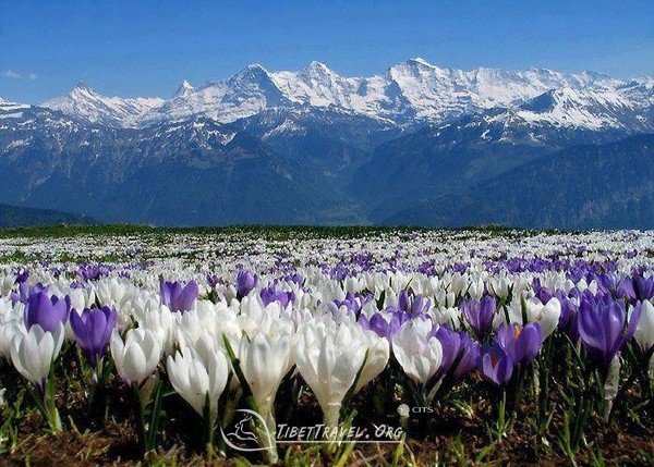 wild-flowers-in-tibet