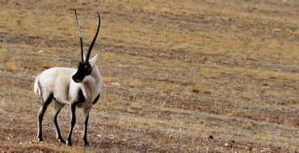 A Tibetan antelope looks for food at the foot of Hoh Xil Mountain in Golmud