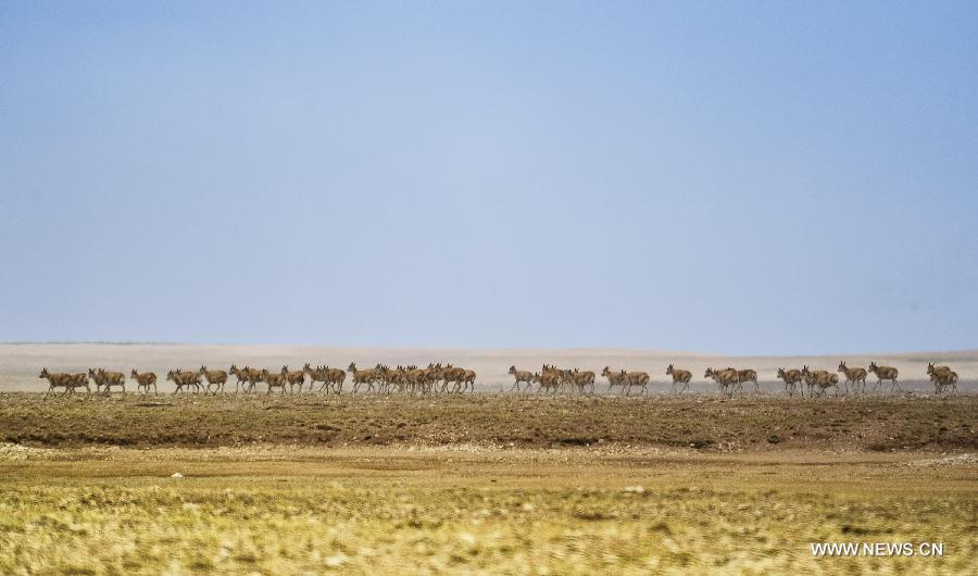 ibetan antelopes gallop at the foot of Hoh Xil Mountain in Golmud